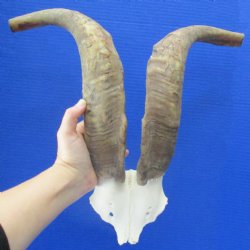 17" African Goat Horns on Blesbok Skull Plate - $29