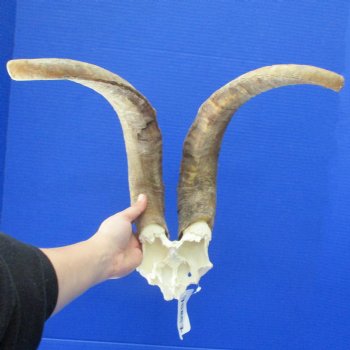 17" African Goat Horns on Blesbok Skull Plate - $29
