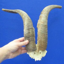 15" African Goat Horns on Springbok Skull Plate - $25