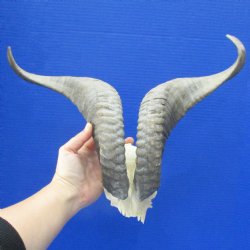 17" African Sheep Horns on Springbok Skull Plate - $25