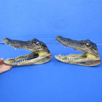 7" Alligator Heads, 2pc lot - $26