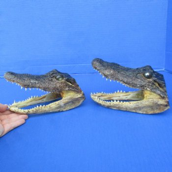 7" Alligator Heads, 2pc lot - $26