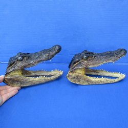 7" Alligator H...