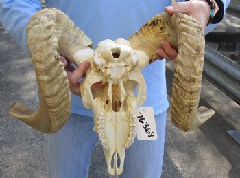 African Merino Ram/Sheep Skull with 25 and 26 inch Horns - $140