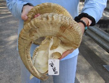 African Merino Ram/Sheep Skull with 25 and 26 inch Horns - $140