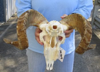 African Merino Ram/Sheep Skull with 22 and 23 inch Horns - $150