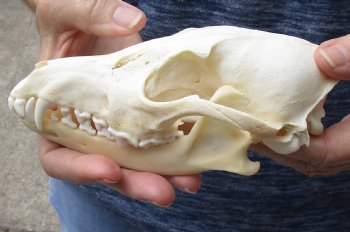  African Black-Backed Jackal Skull, 6-3/4 inches, available for purchase $55
