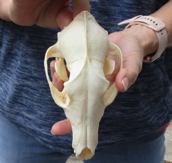 Authentic African Black-Backed Jackal Skull, 6-3/4 inches. For Sale for $55