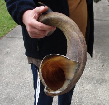 42" Kudu Horn - $115