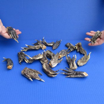 20 Preserved Alligator Feet, 3" to 5" - $25