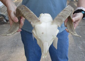 Real African Merino Ram/Sheep Skull with 17 inch Horns - $125
