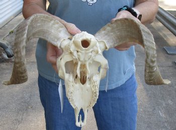 Real African Merino Ram/Sheep Skull with 17 inch Horns - $125
