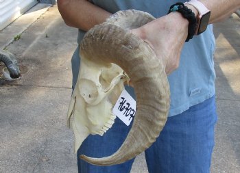 Genuine African Merino Ram/Sheep Skull with 15 and 17 inch Horns - $125