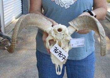 Genuine African Merino Ram/Sheep Skull with 15 and 17 inch Horns - $125