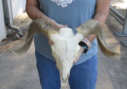 Genuine African Merino Ram/Sheep Skull with 17 inch Horns - $125
