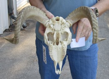 African Merino Ram/Sheep Skull with 18 inch Horns for sale - $125