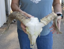 Genuine African Merino Ram/Sheep Skull with 17 inch Horns - $125