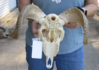 African Merino Ram/Sheep Skull with 16 inch Horns - $125