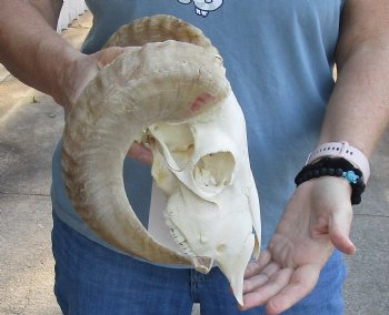 African Merino Ram/Sheep Skull with 16 inch Horns - $125
