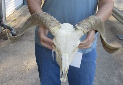 African Merino Ram/Sheep Skull with 17 and 18 inch Horns for sale - $125
