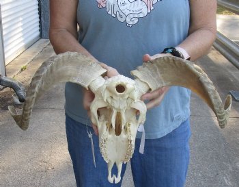 African Merino Ram/Sheep Skull with 17 and 18 inch Horns for sale - $125