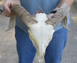 African Merino Ram/Sheep Skull with 15 inch Horns - $125