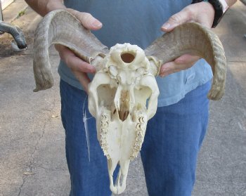 African Merino Ram/Sheep Skull with 15 inch Horns - $125