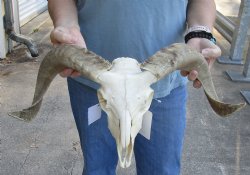 African Merino Ram/Sheep Skull with 18 inch Horns for sale - $125