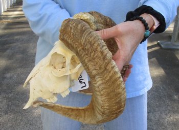 African Merino Ram/Sheep Skull with 20 and 21 inch Horns - $135