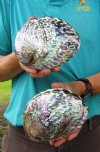 Two 6 inch Polished pink abalone shells (You are buying the two shells shown) for $12.50 each.