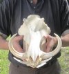 13 inch long Wholesale African Warthog Skull with 8-1/4 inches Ivory Tusks (You are buying the one pictured) for $150.00
