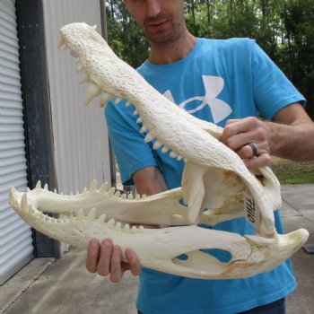 Huge 22" Florida Alligator Skull - $330 (Signature Required)