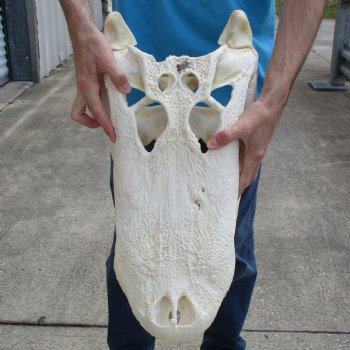 Huge 22" Florida Alligator Skull - $330 (Signature Required)