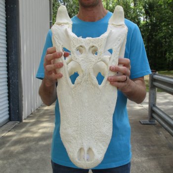 Huge A-Grade 22" Florida Alligator Skull - $350 (Signature Required)