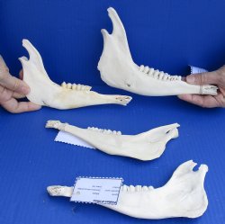 Buy this 4 piece lot of Blesbok Jaw bones 8" to 9" long $25/lot