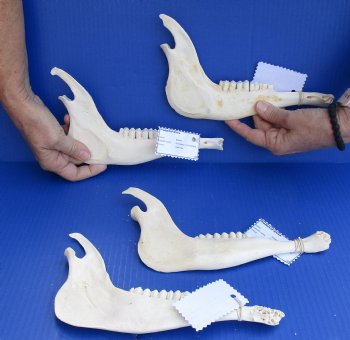 4 piece lot of Blesbok Jaw bones 8" to 9" long $25/lot