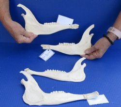 Real 4 piece lot of Blesbok Jaw bones 8" to 9" long $25/lot