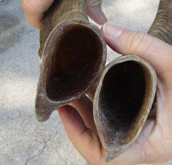 Buy this 2 pc lot of 16 inch XL Goat Horns for sale - $25/lot