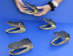 For Sale 5 pc lot of 5-1/2 to 6 inch Alligator Heads $48/lot