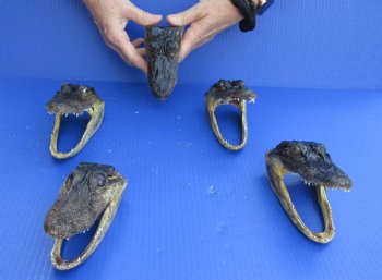 For Sale 5 pc lot of 5-1/2 to 6 inch Alligator Heads $48/lot