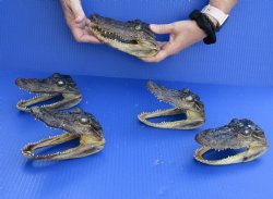 5 pc lot of 5-1/2 to 6-1/2 inch Alligator Heads, available for sale $48/lot