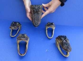 5 pc lot of 5-1/2 to 6-1/2 inch Alligator Heads, available for sale $48/lot