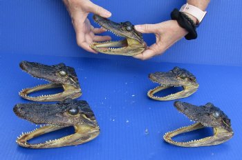 5 pc lot of 5 to 6 inch Alligator Heads for sale $48/lot