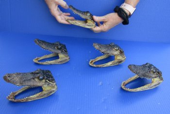 For Sale 5 pc lot of 5 to 6 inch Alligator Heads $48/lot