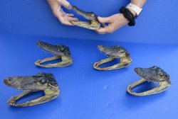For Sale 5 pc lot of 5 to 6 inch Alligator Heads $48/lot