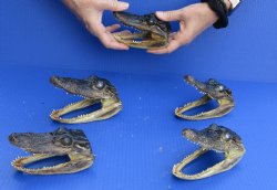 5 pc lot of 5 to 6 inch Alligator Heads, available for sale $48/lot