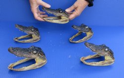 5 pc lot of 5 to 5-1/2 inch Alligator Heads, available for sale $48/lot