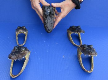 5 pc lot of 5 to 5-1/2 inch Alligator Heads, available for sale $48/lot