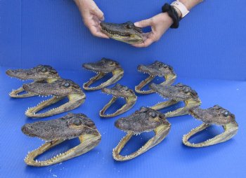 10 pc lot of 5-1/2 to 6-1/2 inch Alligator Heads for sale $93/lot