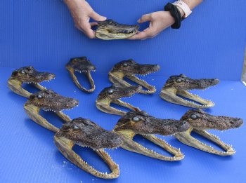 10 pc lot of 5-1/2 to 6-1/2 inch Alligator Heads for sale $93/lot